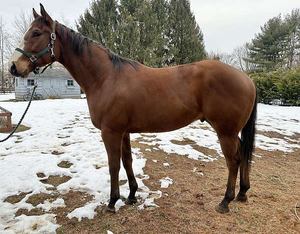 flashy-hunter-gelding