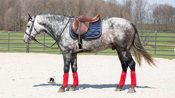 all-around-quarter-horse