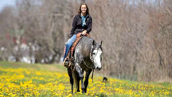 athletic-quarter-horse