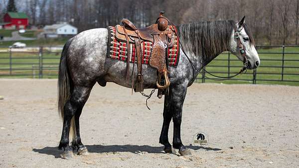 husband-safe-quarter-horse