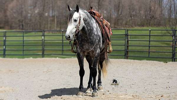 ranch-quarter-horse