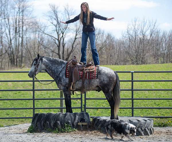 ridden-english-quarter-horse