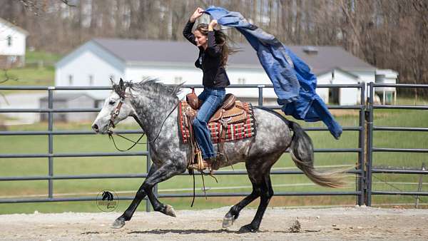 ridden-western-quarter-horse