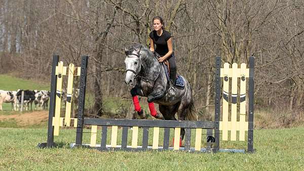 trail-quarter-horse