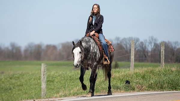 trail-class-competition-quarter-horse