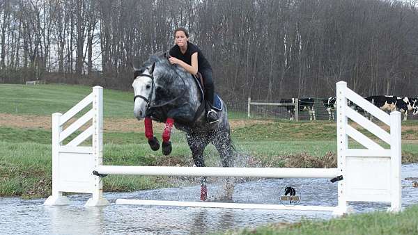 trail-riding-quarter-horse