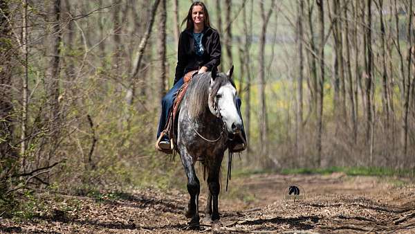 western-riding-quarter-horse