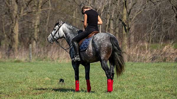 palomino-quarter-horse-gelding