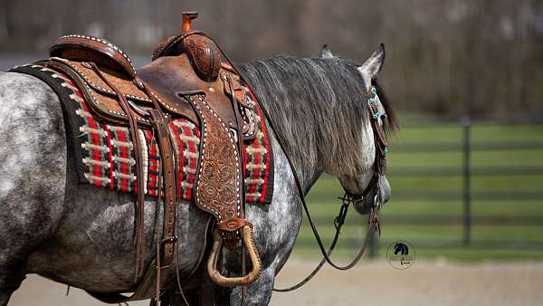 palomino-all-around-horse