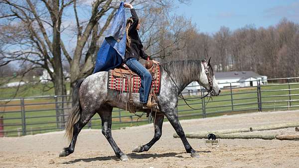 palomino-athletic-horse