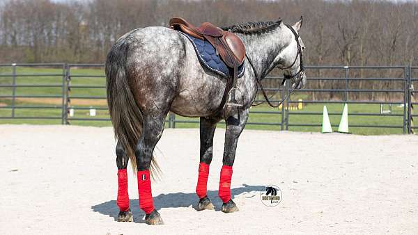 palomino-ranch-horse