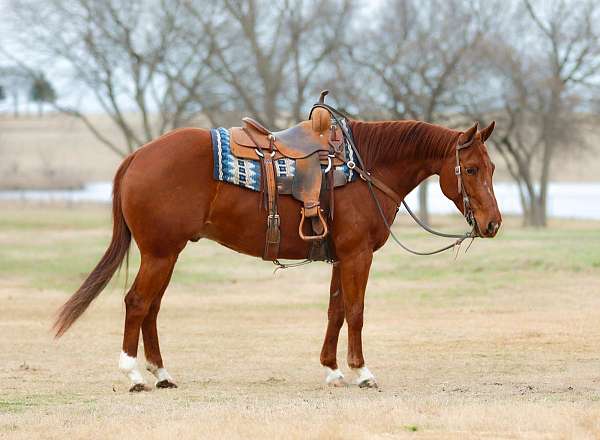 ranch-quarter-horse