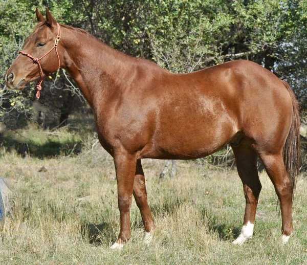 roping-quarter-horse