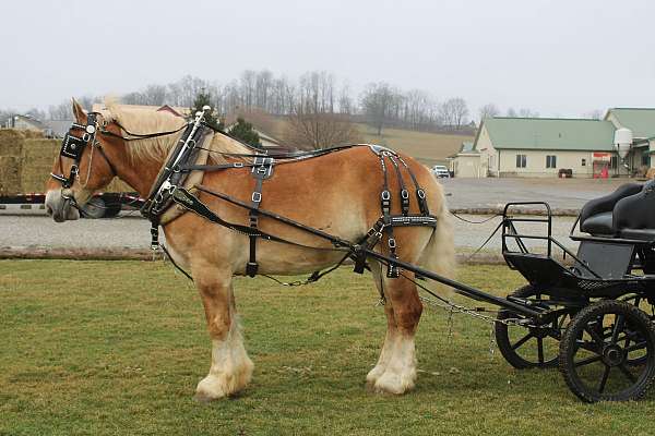 white-strip-mane-tail-horse
