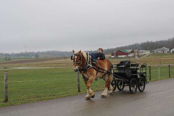 all-around-belgian-horse
