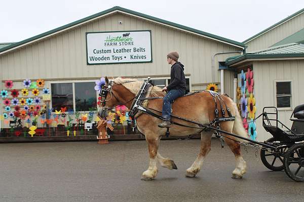 beginner-belgian-horse