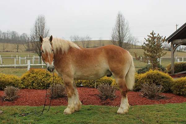 driving-belgian-horse