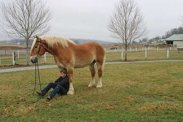 harness-belgian-horse