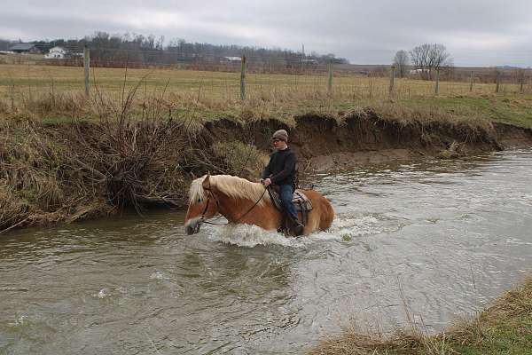 husband-safe-belgian-horse