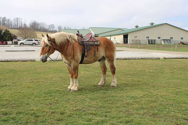 kid-safe-belgian-horse
