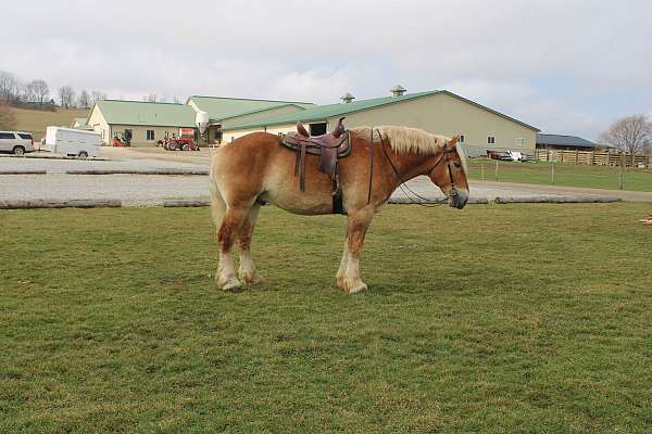 lesson-belgian-horse