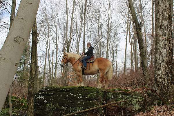 mounted-patrol-belgian-horse