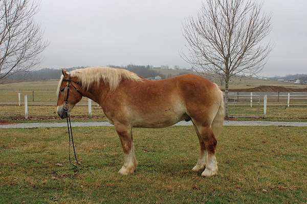 pleasure-driving-belgian-horse