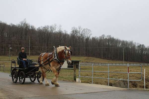 trail-riding-belgian-horse