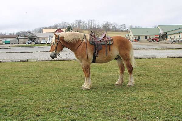draft-belgian-horse