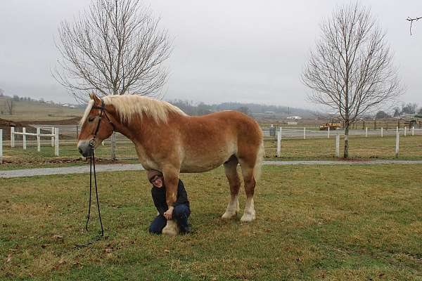 palomino-white-strip-mane-tail-horse