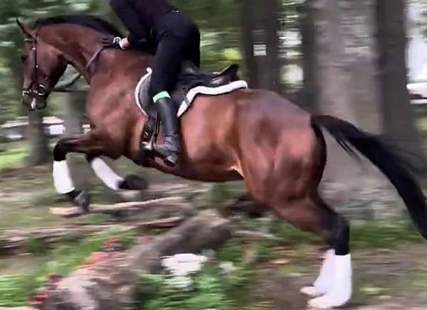 thoroughbred-horse-for-sale
