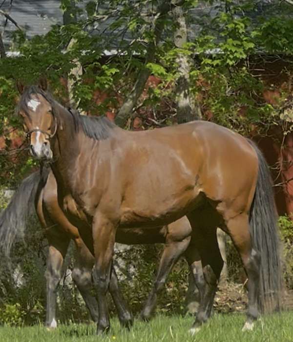 thoroughbred-horse