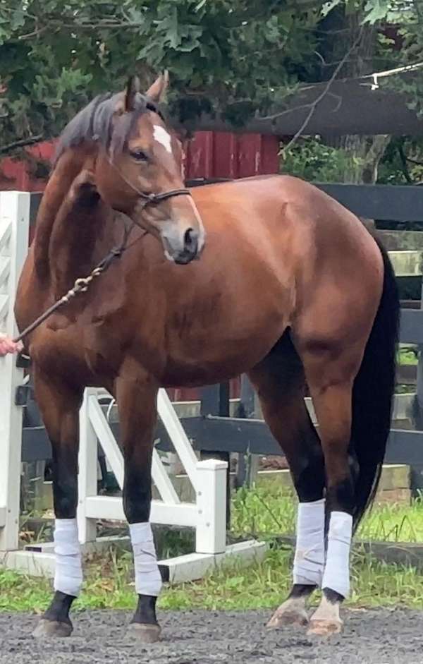 thoroughbred-gelding