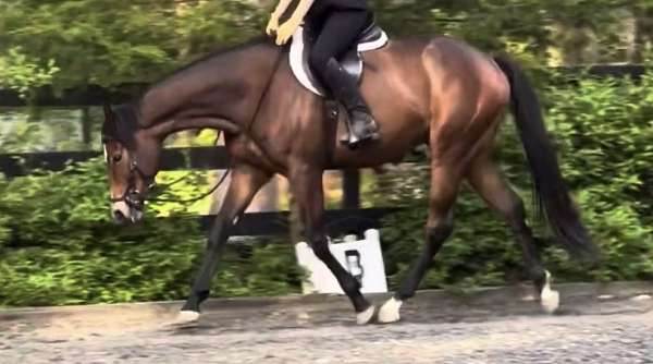 gelding