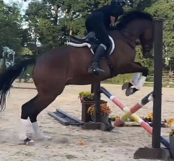 thoroughbred