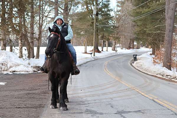 haul-draft-horse