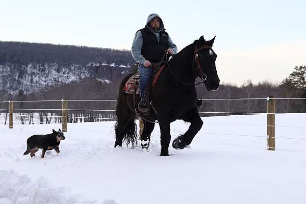 road-draft-horse