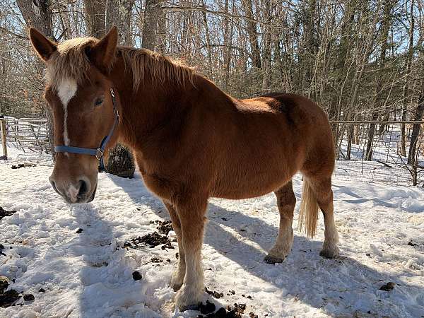 chestnut-star-strip-connected-horse