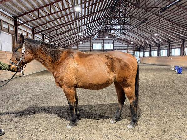 ridden-english-therapy-horse
