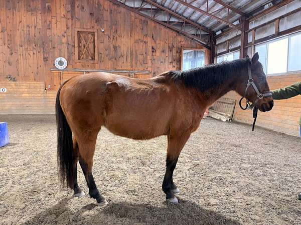 ridden-english-therapy-gelding