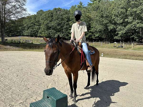 bay-ridden-english-therapy-horse