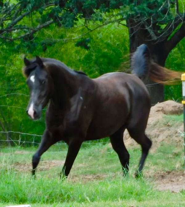 black-arabian-half-arabian-filly