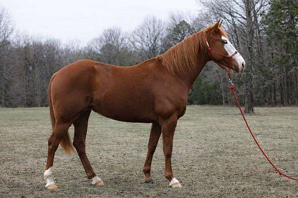 athletic-quarter-horse