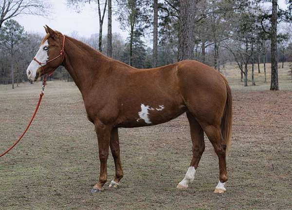 barrel-racing-quarter-horse