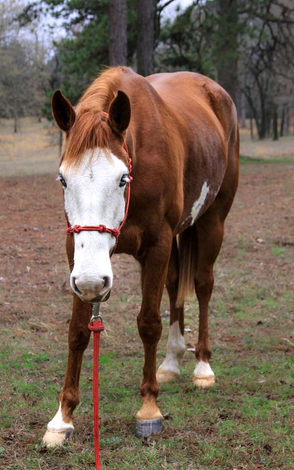flashy-quarter-horse