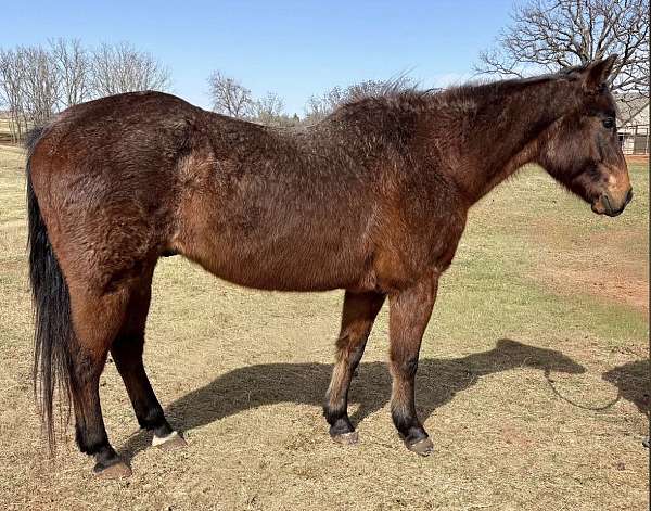 bay-roan-calf-roping-pony