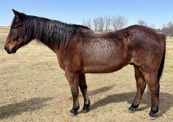 nat-quarter-pony