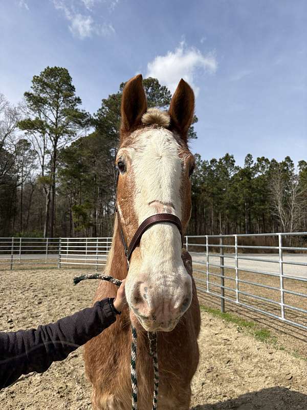 17-hand-belgian-gelding