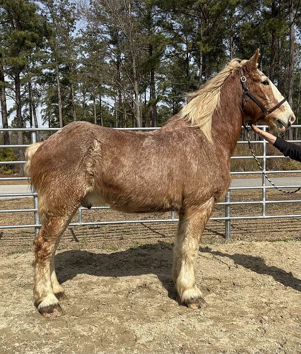 red-roan-belgian-gelding