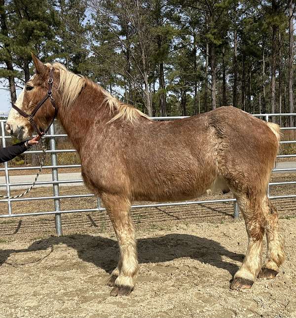 red-roan-gelding-for-sale